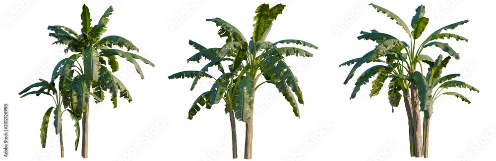 Obraz premium Musa paradisiaca tree, elevation, front view, cutout, transparent background, isolate, Elegant Stag with Antlers Standing in Lush Green Forest, Nature and Wildlife Scene