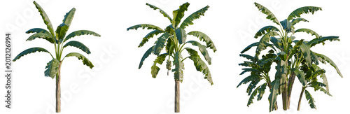 Fotografie Musa paradisiaca tree, elevation, front view, cutout, transparent background, is