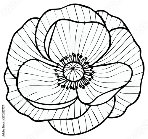 Elegant black and white line drawing of a delicate poppy flower with intricate petal details