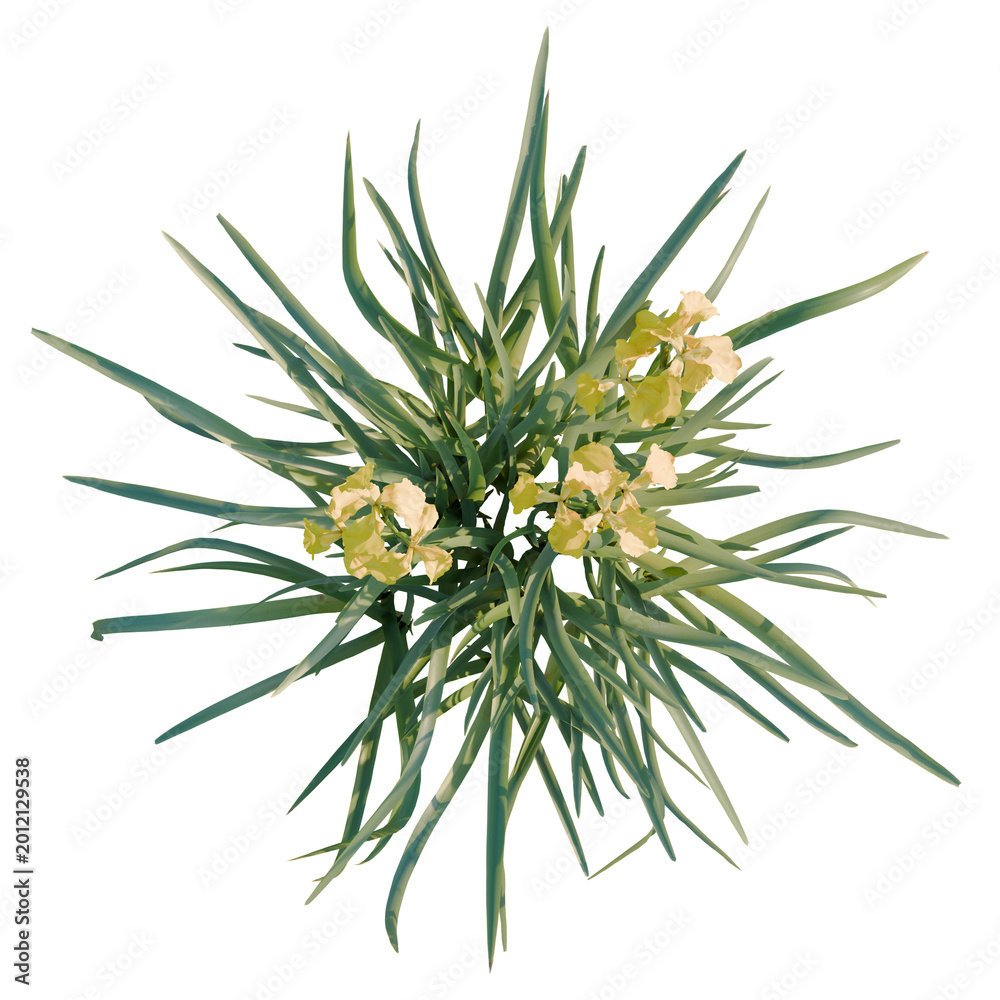 Fototapeta premium Iris pseudacorus tree plan, top view, cutout, transparent background, isolate, Close-up of vibrant green succulent plant texture, natural detailed botanical background