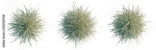 Foto Miscanthus sinensis Variegatus tree plan, top view, cutout, transparent backgrou