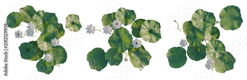 Obraz na plátne Nelumbo nucifera tree plan, top view, cutout, transparent background, isolate, D