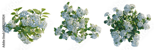 Photos Hydrangea macrophylla CloundWaterBlue tree plan, top view, cutout, transparent b