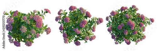 Quadro su tela Hydrangea macrophylla PaleVioletRed tree plan, top view, cutout, transparent bac