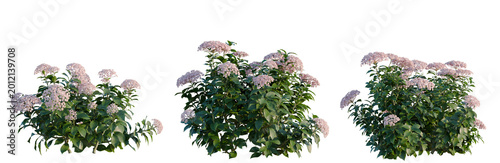 Foto Hydrangea macrophylla LavenderBlush tree, elevation, front view, cutout, transpa
