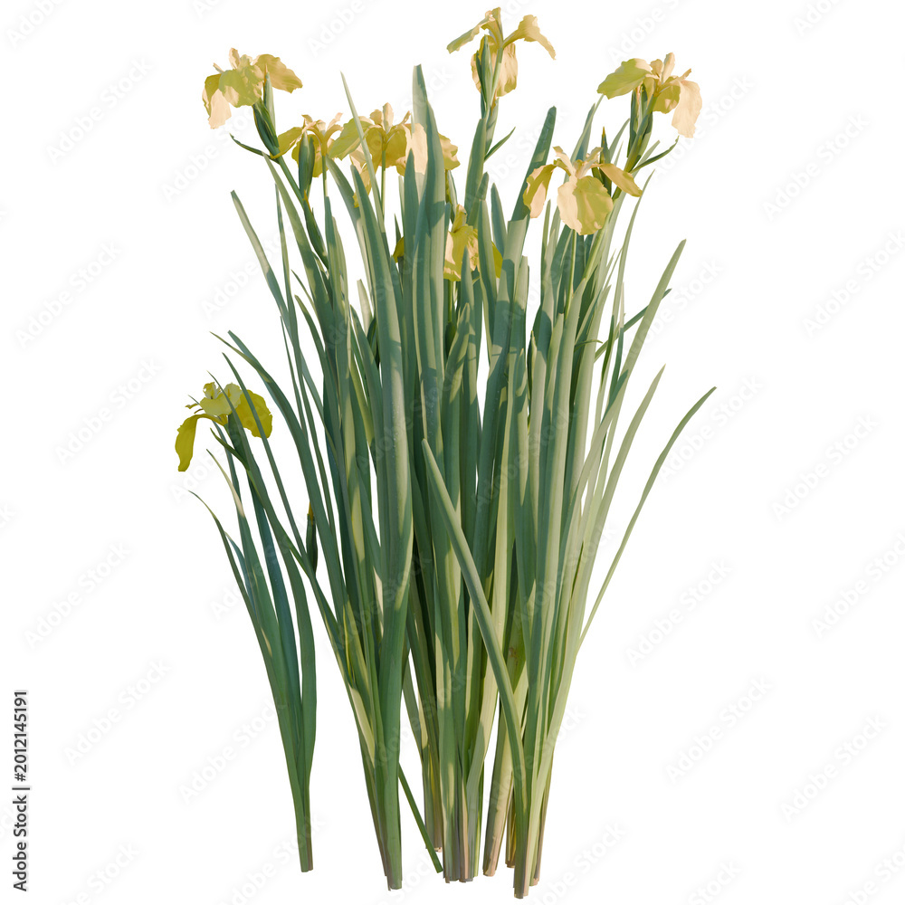 Fototapeta premium Iris pseudacorus tree, elevation, front view, cutout, transparent background, isolate, Close-up of vibrant green grass blades texture, a beautiful natural background.