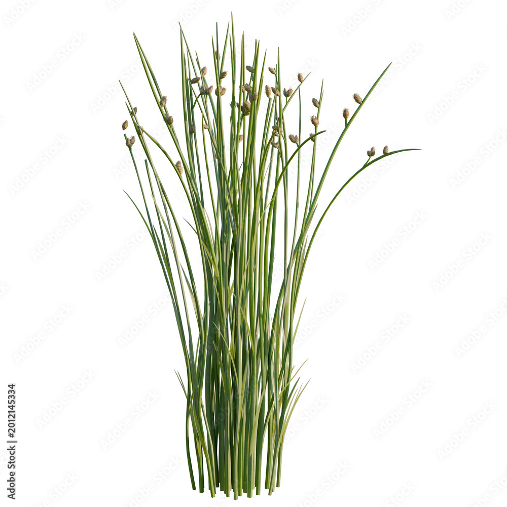 Fototapeta premium Juncus effusus tree, elevation, front view, cutout, transparent background, isolate, Fresh green herbs, parsley, cilantro, dill, and basil leaves, isolated on a clean background.