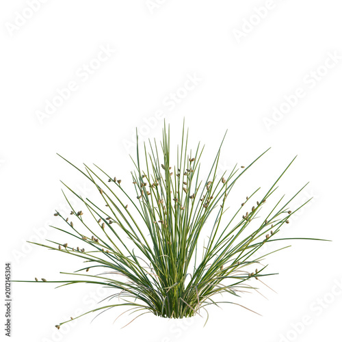 Canvastavla Juncus effusus tree, elevation, front view, cutout, transparent background, isol