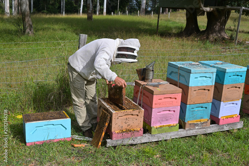 Картината върху платно Beekeeper apiarist manages honeybee colonies in hives