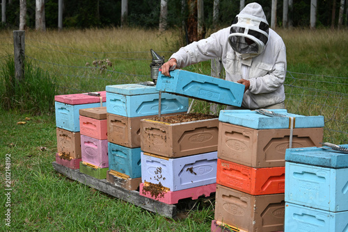 Beekeeper apiarist manages honeybee colonies in hives