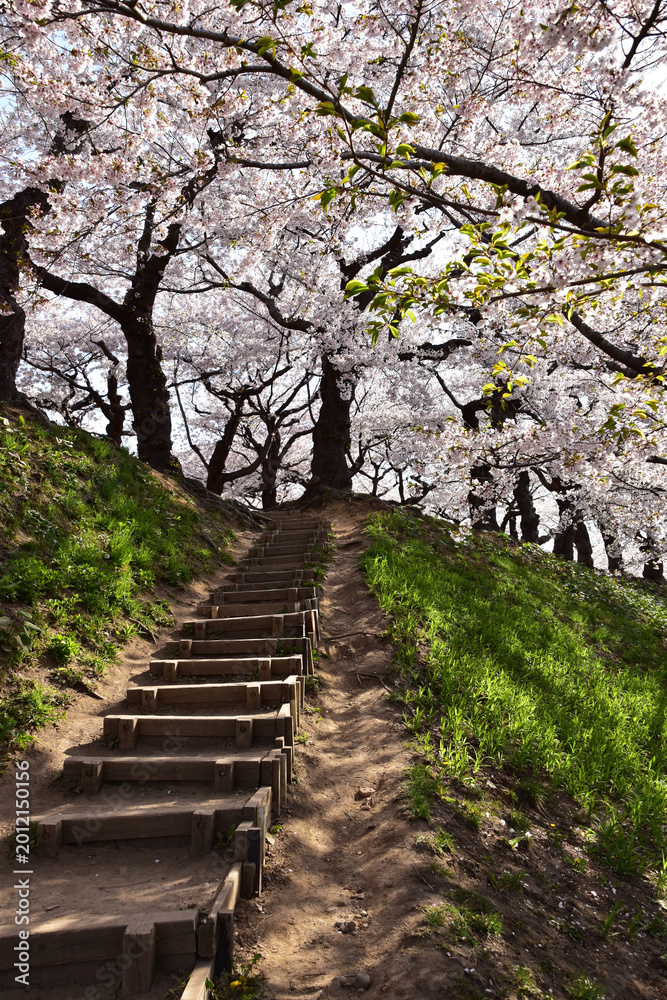 Fototapeta premium 満開の桜と階段