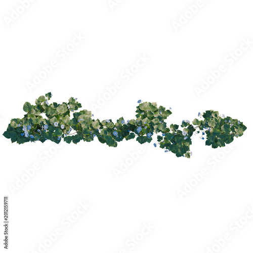 Schilderij op canvas Ipomoea nil tree plan, top view, cutout, transparent background, isolate, Vibrant green leaves with dew drops, perfect for botanical and nature-themed designs