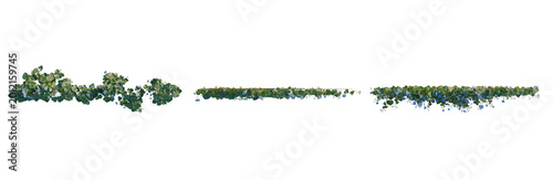 Photos Ipomoea nil tree plan, top view, cutout, transparent background, isolate, Lush G
