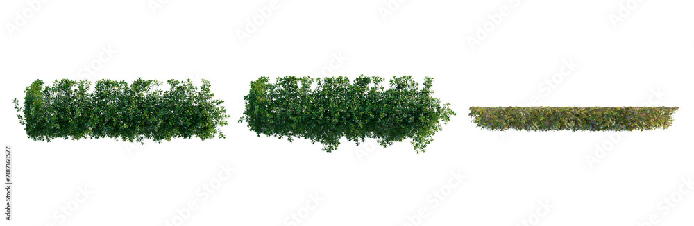 Naklejka premium Trachelospermum jasminoides tree plan, top view, cutout, transparent background, isolate, Vibrant Green Foliage Branch, Detailed Close-Up of Lush Tropical Plant Life for Nature Design