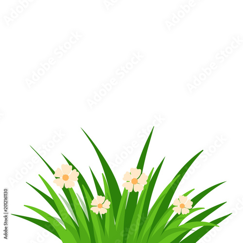 Green Grass with White Daffodil Flowers Border on White Background