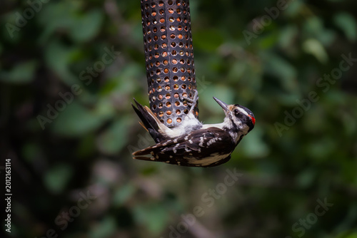 Fotografie Hairy woodpecker feeding at a peanut feeder