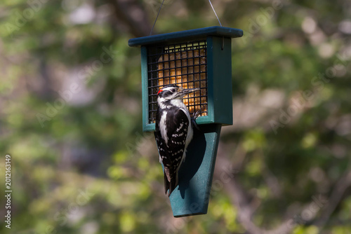 Fotografie Hairy woodpecker feeding at a suet feeder