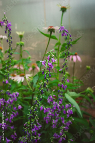 Purple and Pink Summer Wildflowers