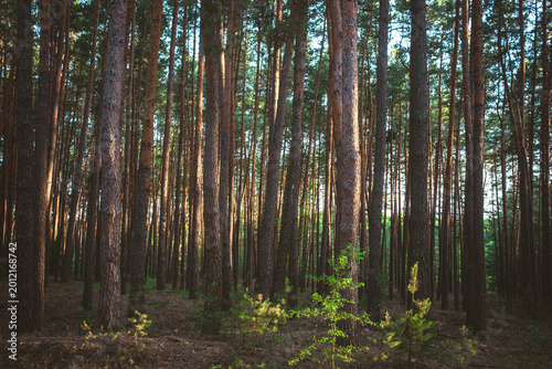 Dense Pine Forest with Tall Tree Trunks