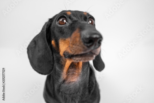 Quadro su tela Dachshund dog with wide eyes and open mouth looking upward on white background, surprised expressive minimal pet portrait concept
