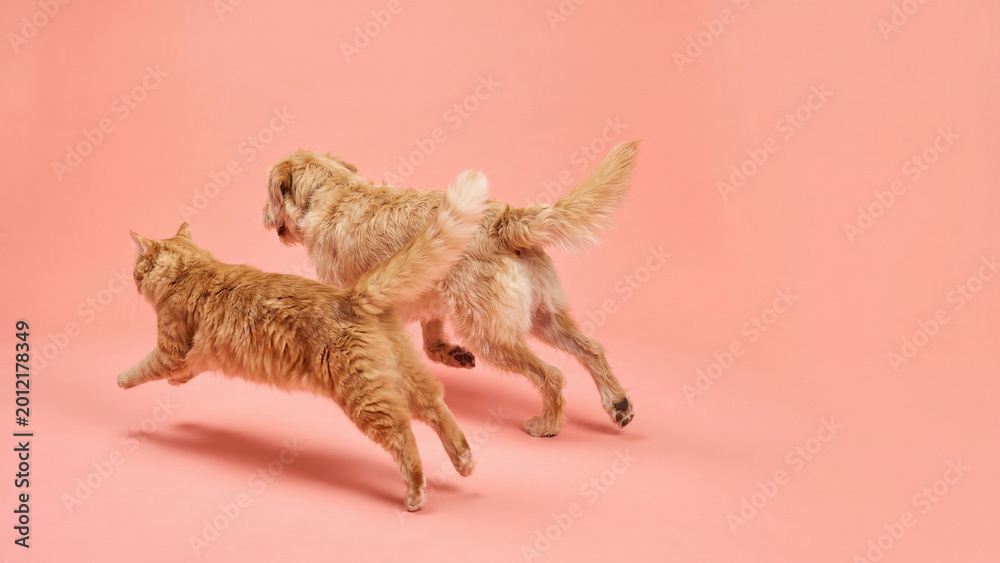 Fototapeta premium Cat and Dog Walking Playfully on Coral Studio Background