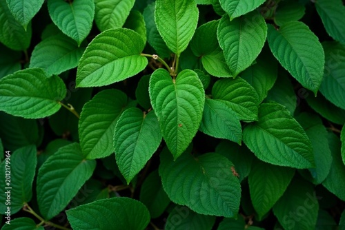 Dense Green Leaf Texture Background with Fresh Natural Foliage Pattern