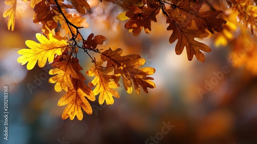 Autumn leaves on a tree branch with warm sunlight