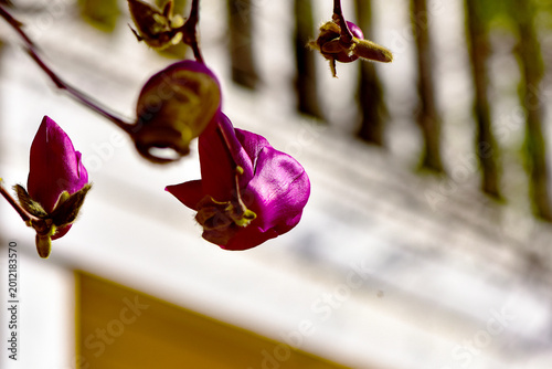 Purple Magnolia Blossoms Against a Yellow Wall