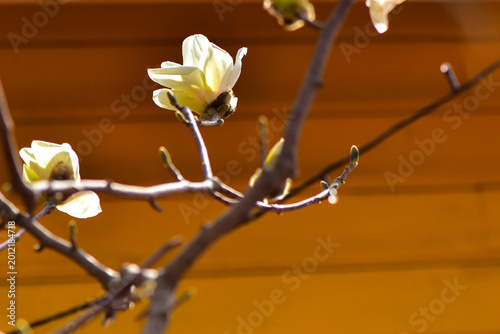 White Magnolia Blossoms Against a Warm Background