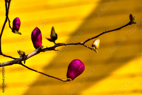 Purple Magnolia Blossoms Against a Yellow Wall