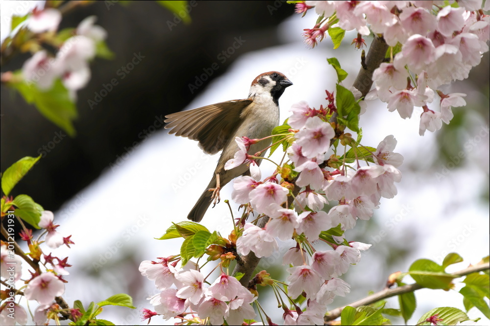 Obraz na płótnie 桜の花と雀