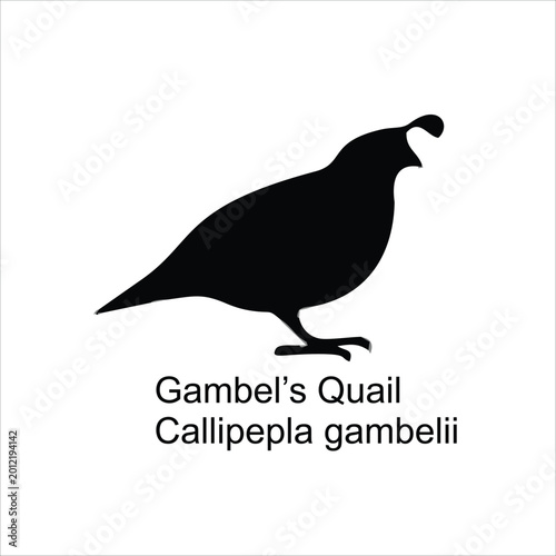 Vászonkép Modern Gambel’s Quail Bird Logo Design Illustration
