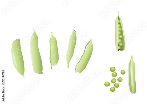 Schilderij op canvas えんどう豆 グリーンピース 豆 野菜 イラスト ベクター