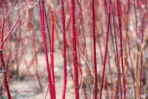 Close-up of Red Twig Dogwood Branches in Winter