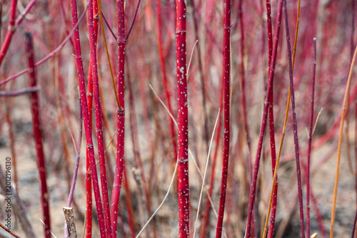 Close-up of Red Twig Dogwood Branches in Winter