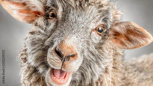 Happy smile sheep with sticking out tongue. Eid al adha asset design. Festival of sacrifice. humorous livestock portrait