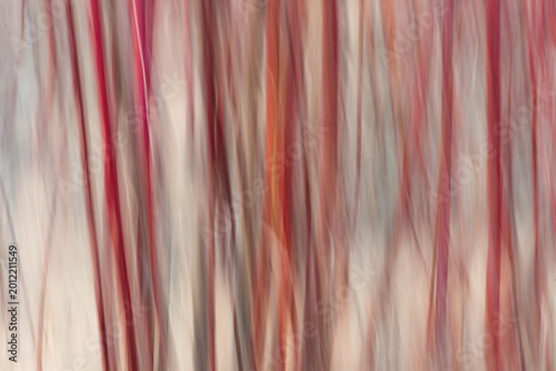 Abstract Motion Blur of Red Twig Dogwood Branches