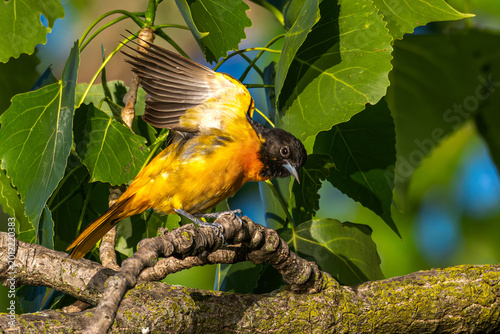 Slika na platnu Baltimore oriole flaps its wings as it perches in a tree.