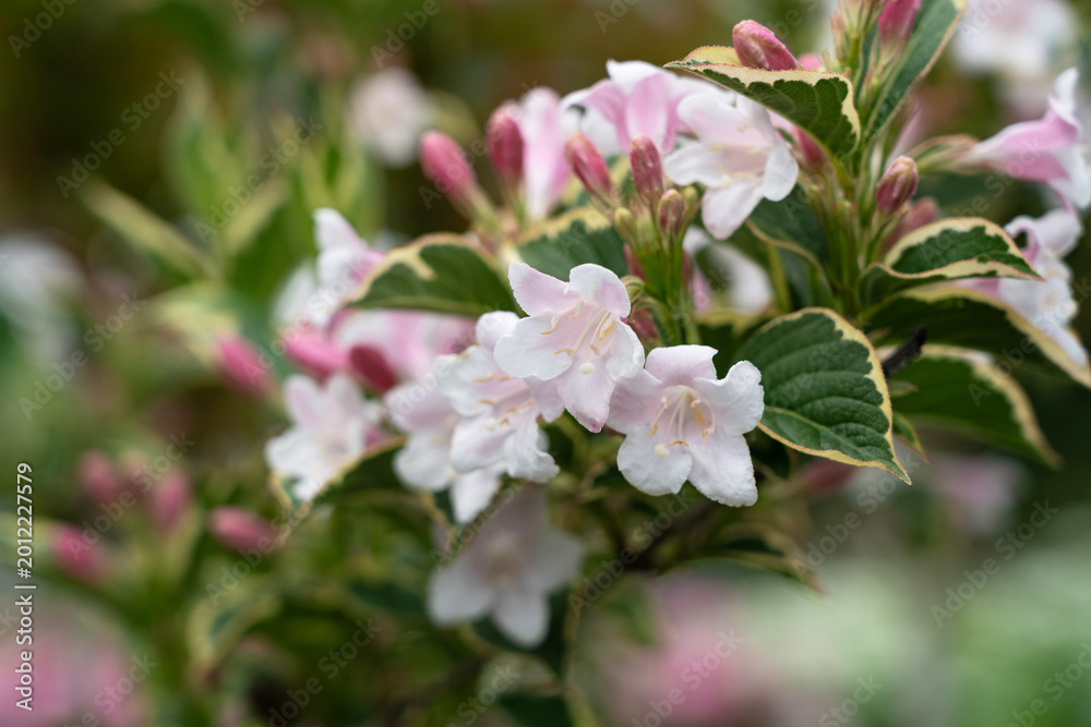 Fototapeta premium Macro shot of Variegated Weigela (Weigela florida) flowers blooming with pink and white petals in a spring garden