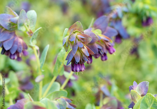 Foto Macro shot of Honeywort (Cerinthe major 'Purpurascens') blooming with purple flo