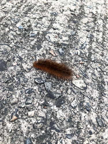 茶色い毛虫クマケムシ