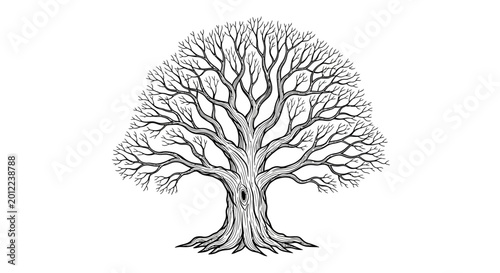 Принти на полотні Detailed black and white drawing of an old bare oak tree.