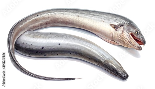 A raw, silver-toned eel, curled into a sinuous shape, lies against a plain white background. The fish is ready for cooking
