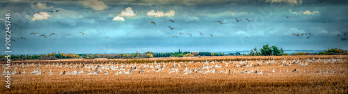 A vast field is filled with numerous birds taking a brief pause during their migration. In the background, more birds can be seen flying across the expansive sky.