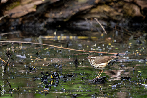 Northern waterthrush on water