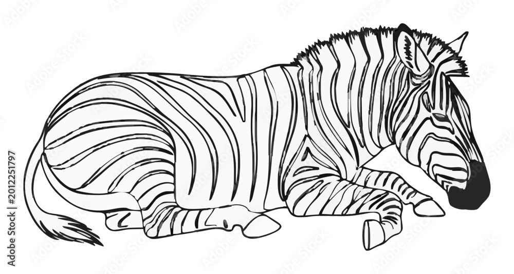 Fototapeta premium Sleeping plains zebra line art vector illustration. Generative AI