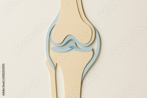 Clean and informative style cross section of human knee joint anatomy. Layered paper shows bones, cartilage, and ligaments in soft pastel blue and beige tones