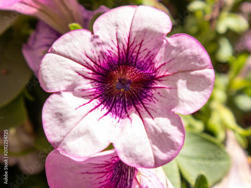 A vibrant close-up photograph of a pale pink petunia flower featuring intricate purple veining radiating from the center of the bloom. Captured outdoors in natural sunlight with shallow depth of field
