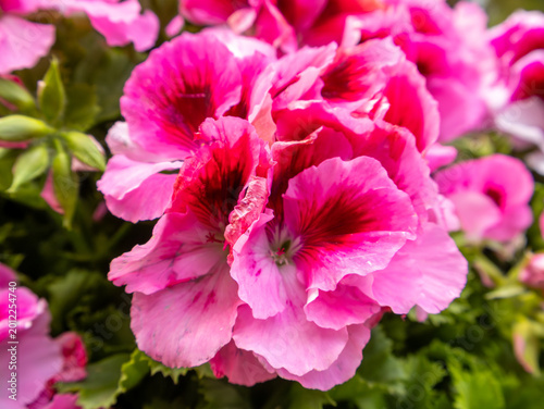 A colorful close-up photograph of blooming pink geranium flowers with deep magenta centers and delicate layered petals. Captured outdoors in natural light with shallow depth of field.