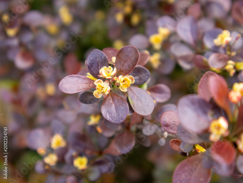 A close-up botanical photograph of a purple barberry shrub featuring rich burgundy foliage and delicate yellow blossoms. Captured outdoors in natural light with shallow depth of field.